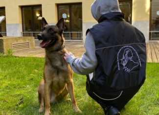 Perros que salvan la vida a mujeres maltratadas