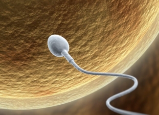 Los óvulos humanos aguantan en los ovarios hasta 50 años sin perder su ‘frescura’