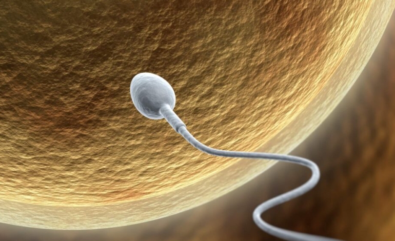 los-ovulos-humanos-aguantan-en-los-ovarios-hasta-50-anos-sin-perder-su-‘frescura’