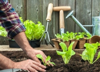 Si cultivas tu huerto reduces el riesgo de enfermedades