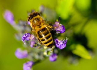 ¡Objetivo: proteger a las abejas!