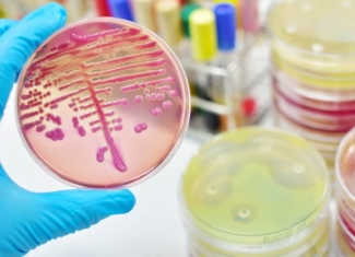 Crear bacterias intestinales que desarrollan probióticos para proteger nuestra salud