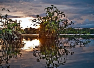 ¡La mitad de los bosques del Amazonas podría desaparecer en 2050!