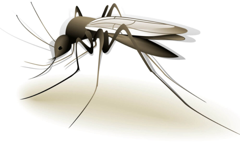 ¿por-que-la-ops-llama-a-la-prevencion-frente-a-las-picaduras-de-mosquitos-e-insectos-en-america?