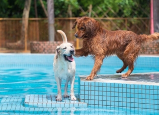 ¡Cuida a tus mascotas frente a las olas de calor!