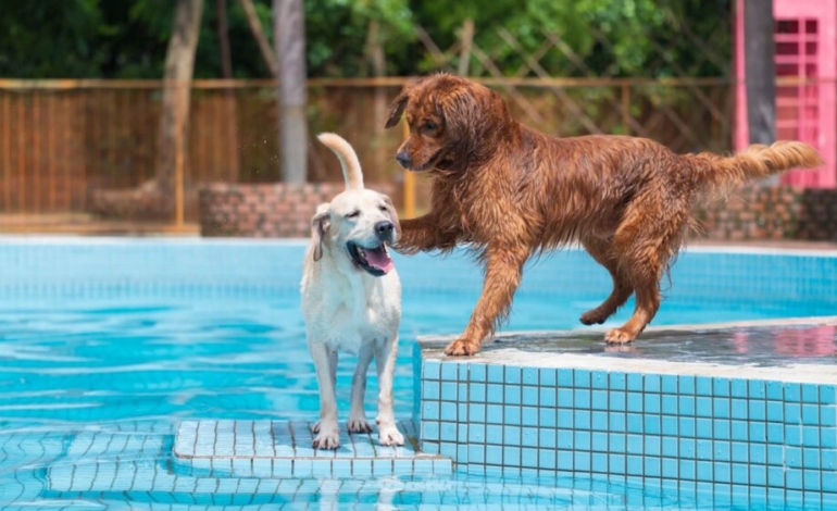 ¡cuida-a-tus-mascotas-frente-a-las-olas-de-calor!