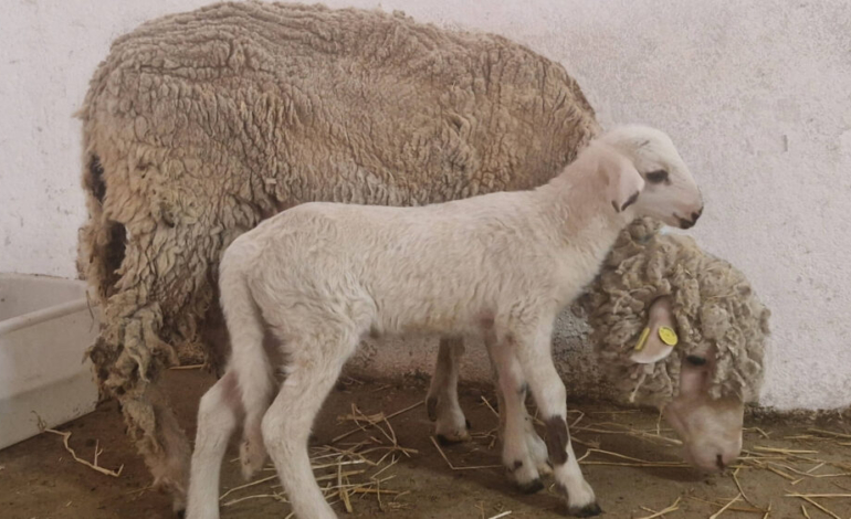 el-primer-cordero-modificado-geneticamente-en-espana-se-llama-teodoro