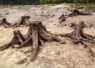 ¿Qué son los estresores ambientales y cómo afectan a los ecosistemas?