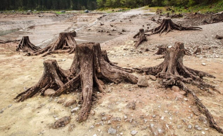 ¿que-son-los-estresores-ambientales-y-como-afectan-a-los-ecosistemas?