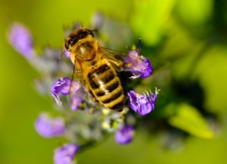 La extinción de los polinizadores pone en riesgo la biodiversidad y la salud