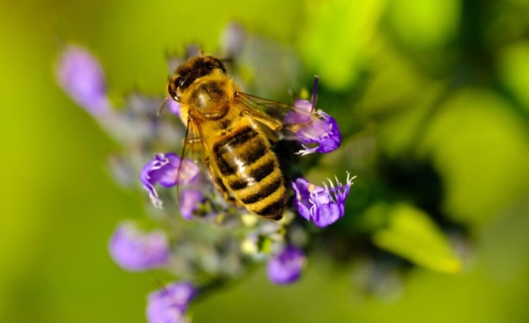 la-extincion-de-los-polinizadores-pone-en-riesgo-la-biodiversidad-y-la-salud