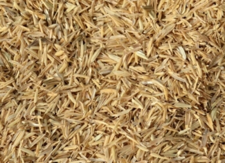 ¿Puede el arroz convertirse en un recurso biotecnológico de alto valor?