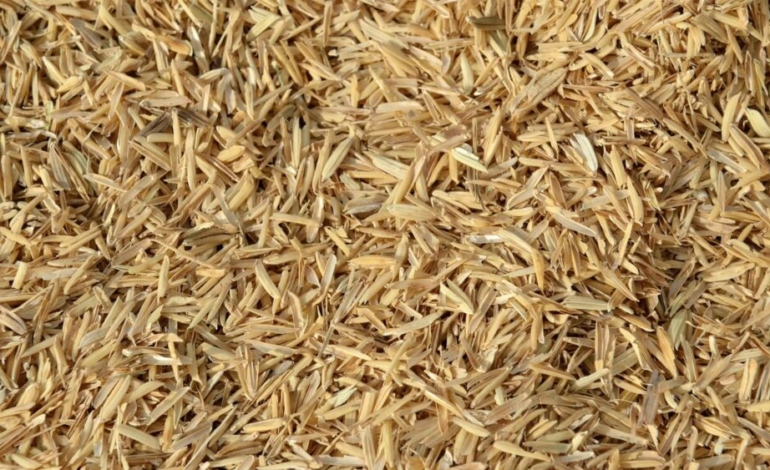 ¿puede-el-arroz-convertirse-en-un-recurso-biotecnologico-de-alto-valor?
