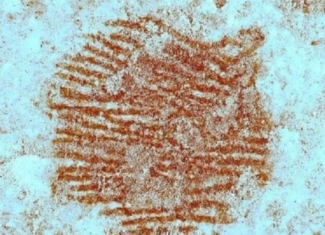 ¡Así es la huella dactilar humana más antigua del mundo!