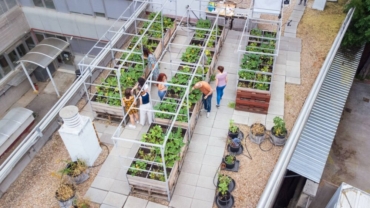 ¿se-pueden-cultivar-hortalizas-nutritivas-en-las-azoteas?