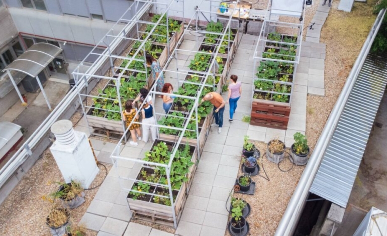 ¿se-pueden-cultivar-hortalizas-nutritivas-en-las-azoteas?
