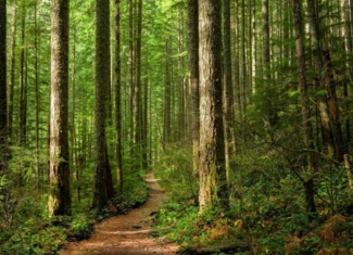 ¡Los objetivos climáticos de la UE están en riesgo!