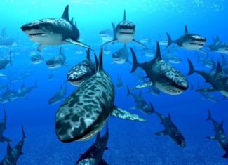 El valor incalculable de los tiburones para los océanos y el ser humano