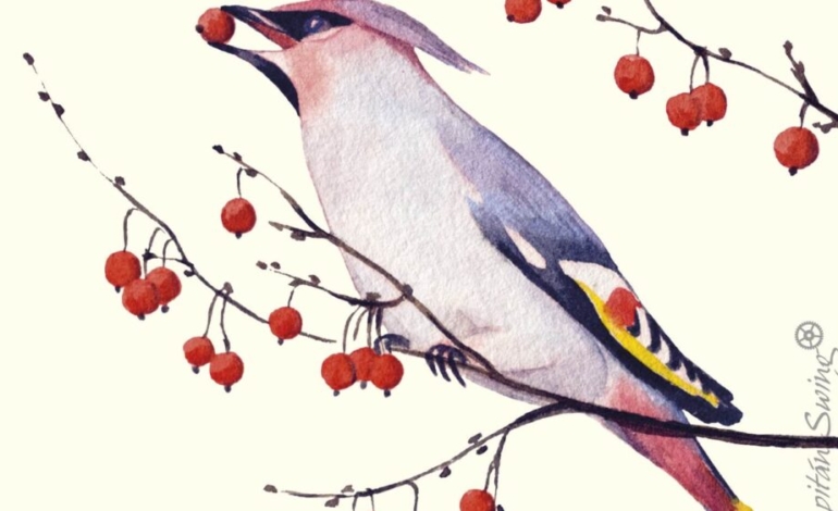 ¿que-es-y-que-nos-puede-ensenar-el-guillomo?