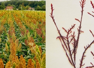 Envases biodegradables a partir de harinas y algas