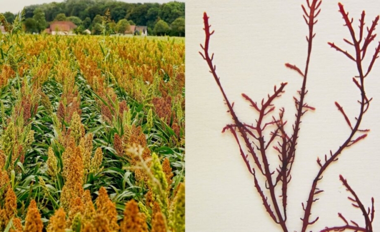 envases-biodegradables-a-partir-de-harinas-y-algas