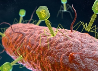 Así se coordinan diferentes especies de virus para infectar bacterias