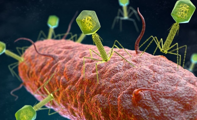 asi-se-coordinan-diferentes-especies-de-virus-para-infectar-bacterias