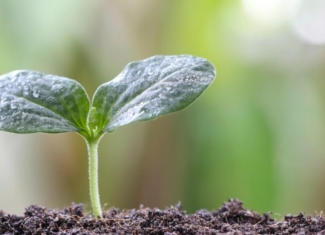 Una «llave molecular» permite pausar la fotosíntesis para hacer las plantas más nutritivas