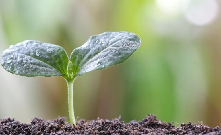 una-«llave-molecular»-permite-pausar-la-fotosintesis-para-hacer-las-plantas-mas-nutritivas
